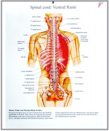 human fetal circulation